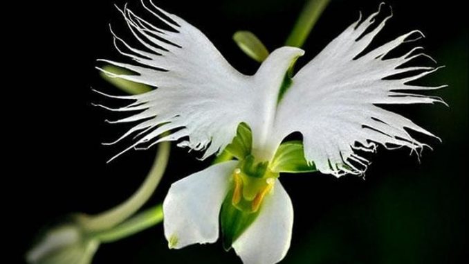 2_Pecteilis-radiata